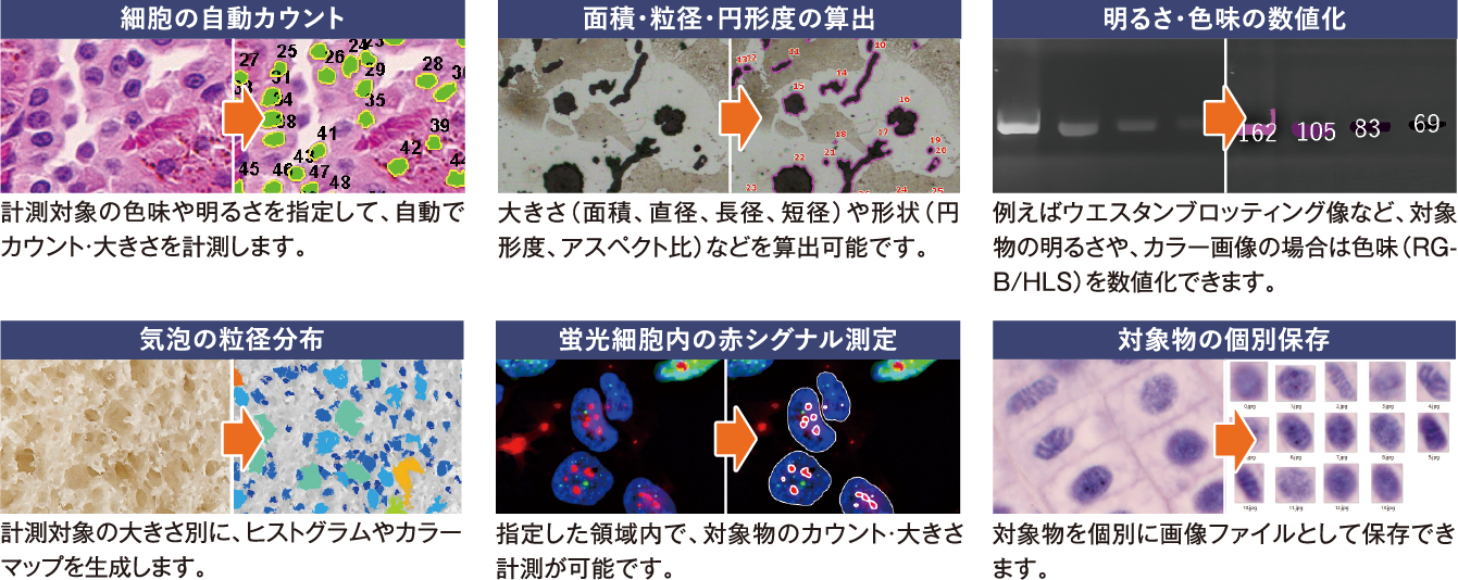 細胞の自動カウントなど解析の画像